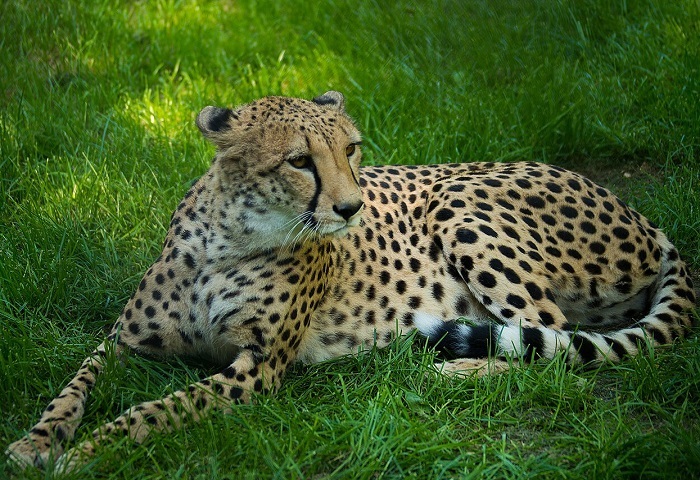 Животное-гепард-04