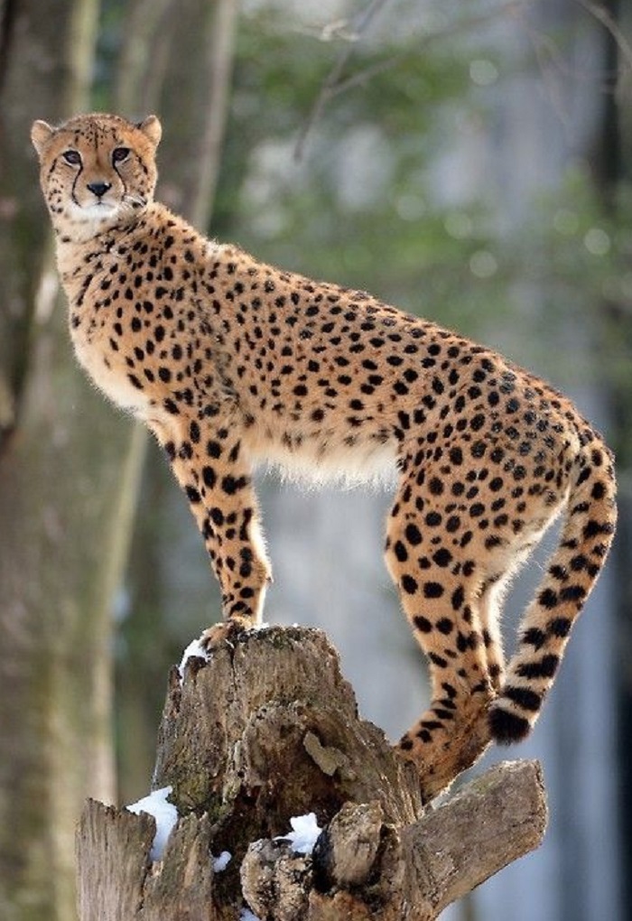 Животное-гепард-06