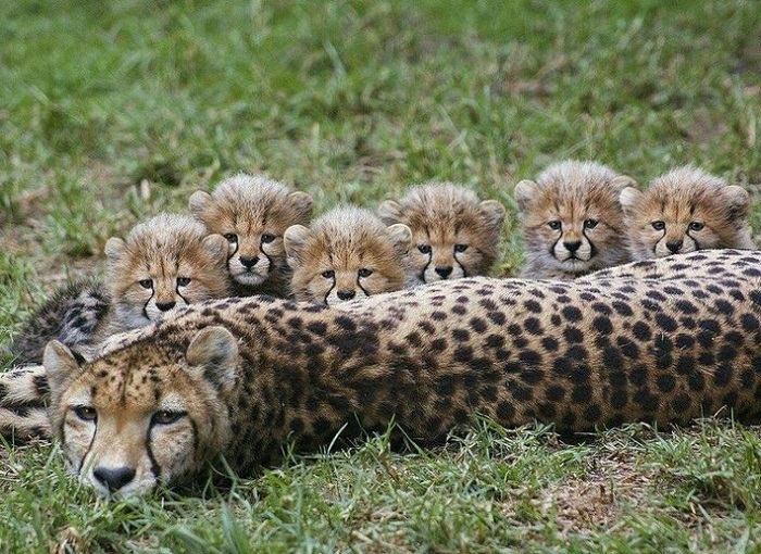 Животное-гепард-07