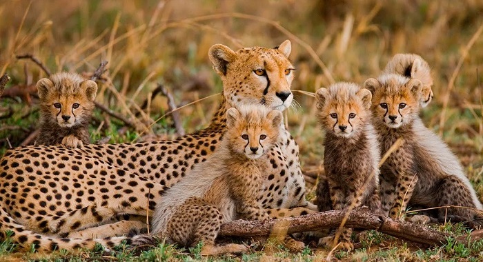 Животное-гепард-09