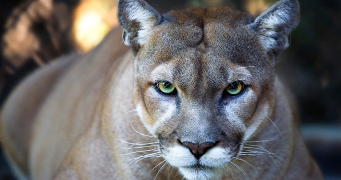 Животное-пума-02