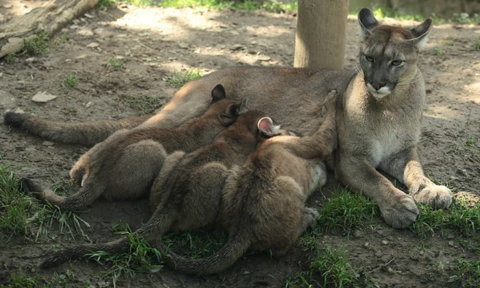 Животное-пума-06