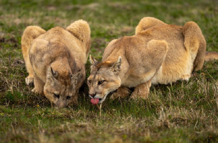 Животное-пума-07