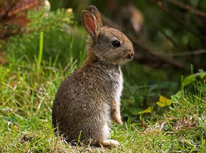 Картинки-животных-страница-н-01 Картинки-животных-страница-н-01