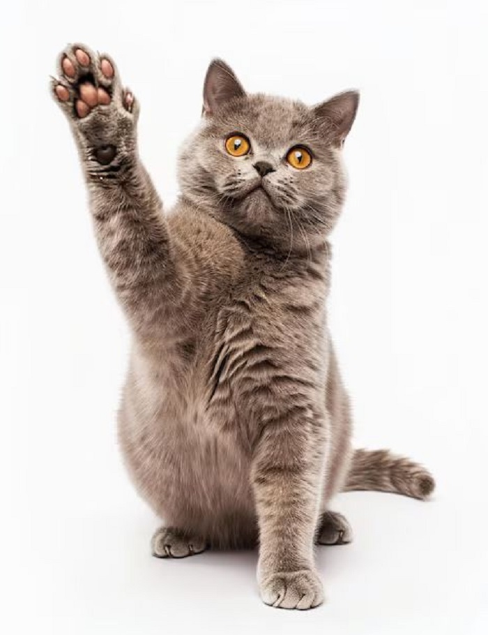 Картинки-животных-страница-н-06 Картинки-животных-страница-н-06