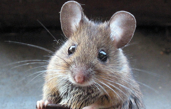 Картинки-животных-страница-н-07 Картинки-животных-страница-н-07