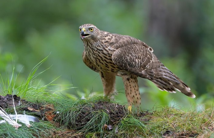 Картинки-животных-страница-н-08 Картинки-животных-страница-н-08