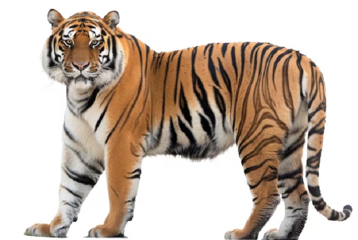 Животное-тигр-01
