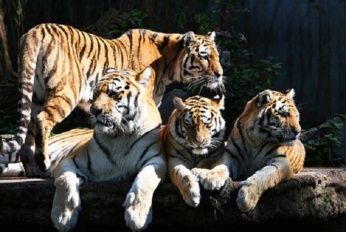 Животное-тигр-10