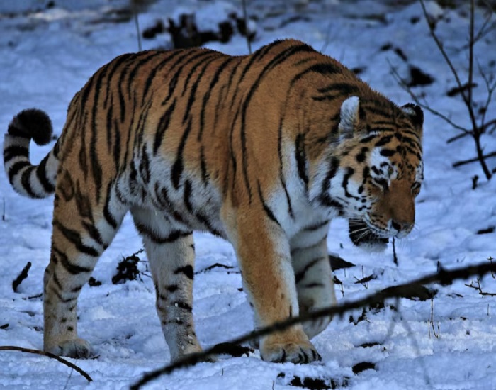 Животное-тигр-02