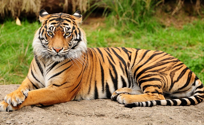 Животное-тигр-04