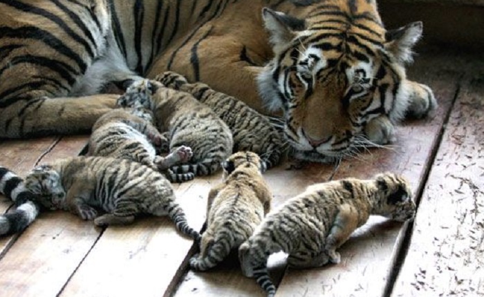 Животное-тигр-05