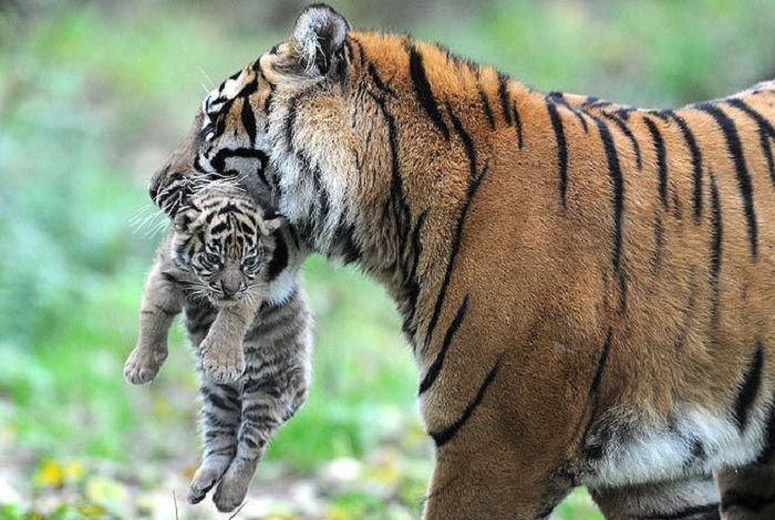 Животное-тигр-06