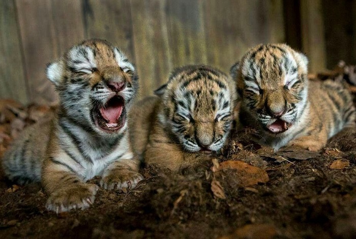 Животное-тигр-07