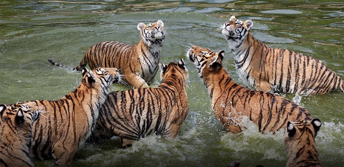 Животное-тигр-08