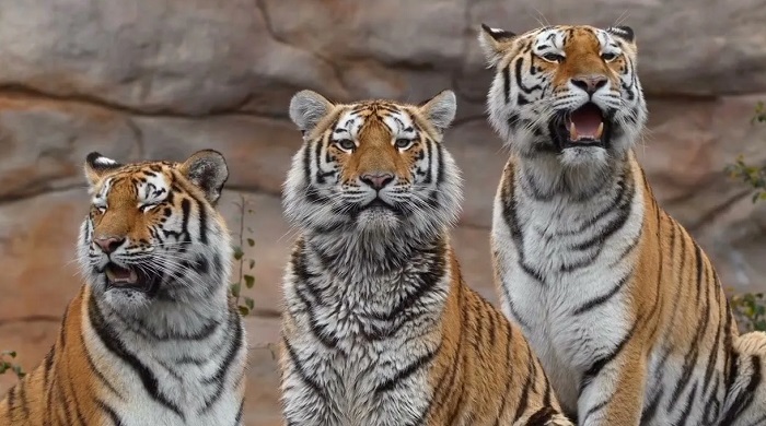 Животное-тигр-09