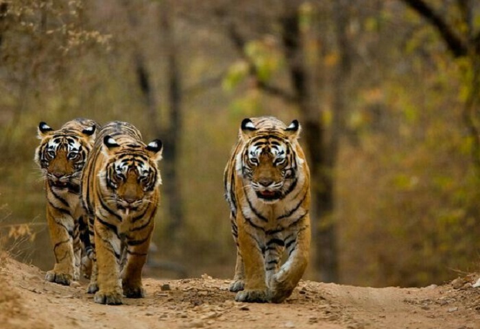 Картинки-животных-страница-о-01