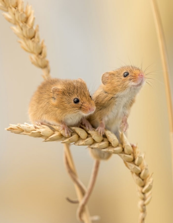 Картинки-животных-страница-о-10