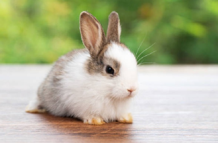 Картинки-животных-страница-о-03