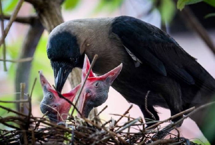 Картинки-животных-страница-о-04