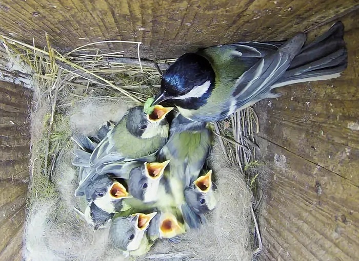 Картинки-животных-страница-о-05