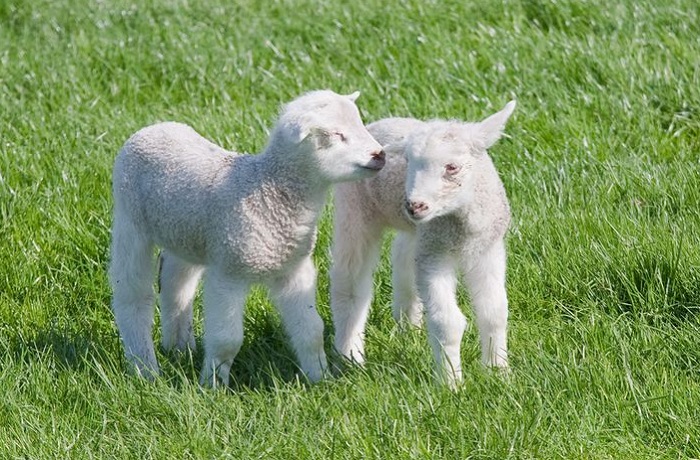 Картинки-животных-страница-о-08