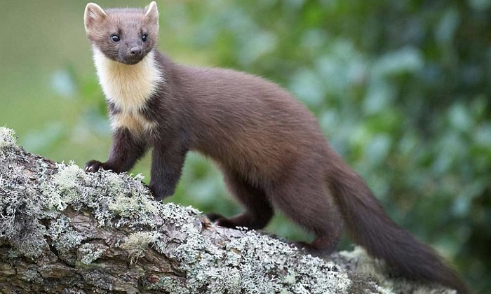 Картинки-животных-страница-п-10