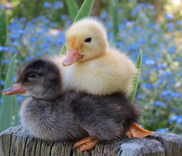 Картинки-животных-страница-п-02