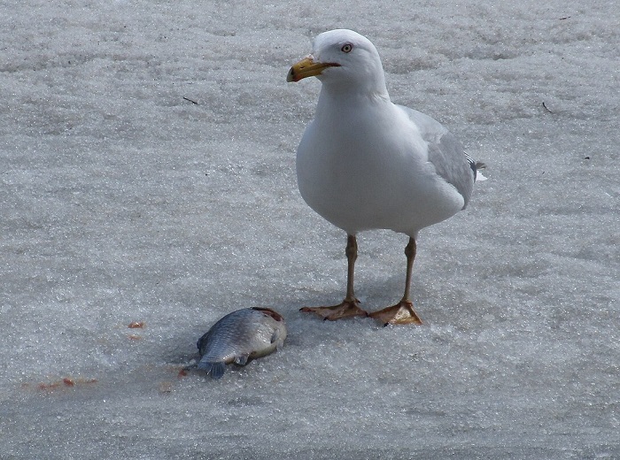 Картинки-животных-страница-п-08
