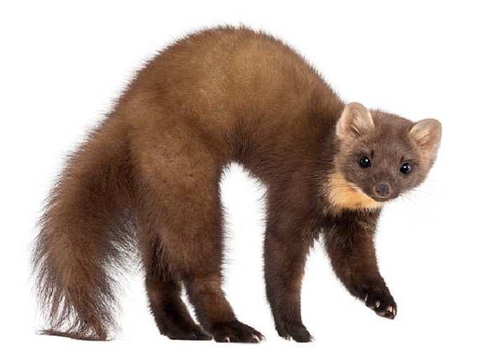 Картинки-животных-страница-п-09