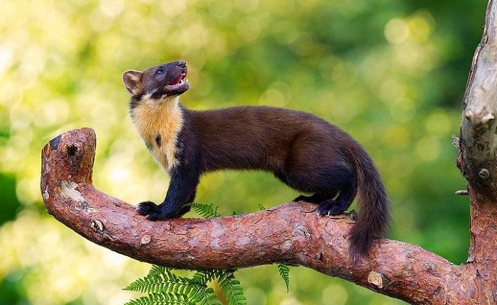 Картинки-животных-страница-р-01