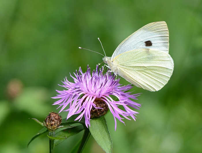 Картинки-животных-страница-р-10