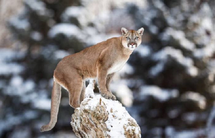 Картинки-животных-страница-р-02