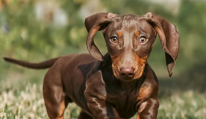 Картинки-животных-страница-р-03