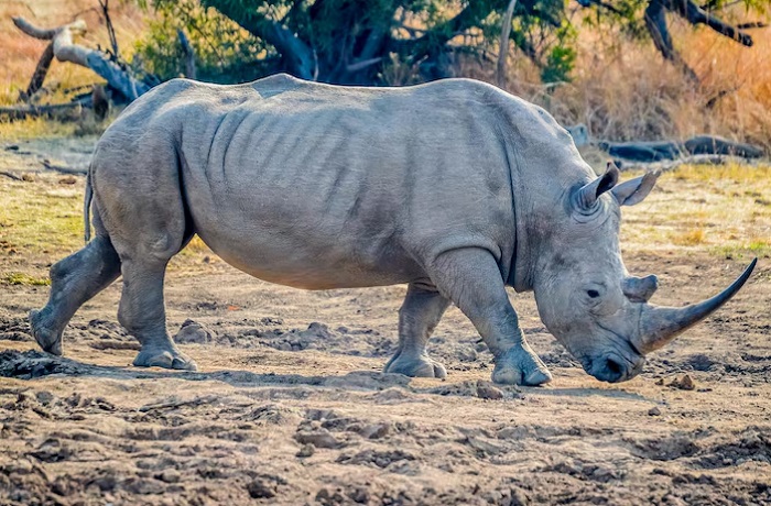 Картинки-животных-страница-р-04