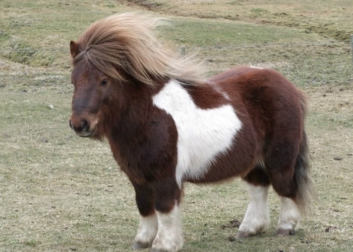 Картинки-животных-страница-р-05