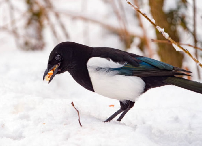 Картинки-животных-страница-р-07