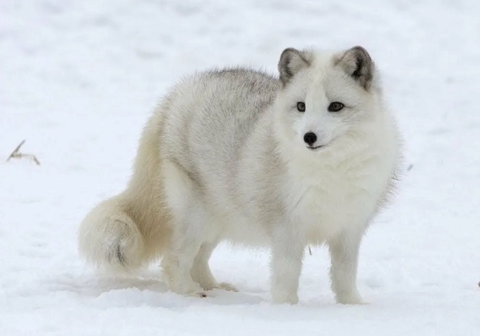 Картинки-животных-страница-р-08