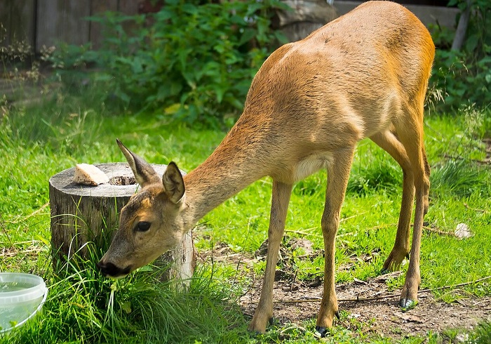 Картинки-животных-страница-р-09