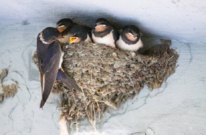 Картинки-животных-страница-с-01