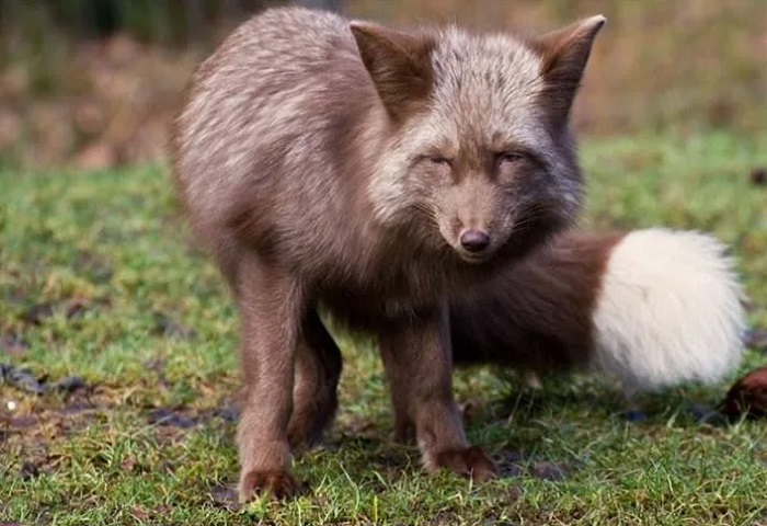 Картинки-животных-страница-с-04