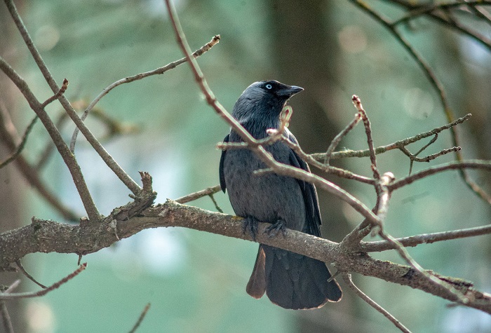 Картинки-животных-страница-с-06