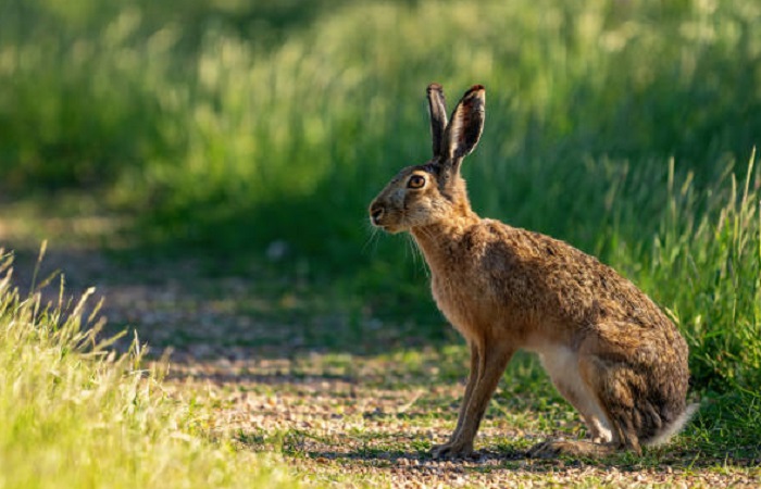 Картинки-животных-страница-с-07