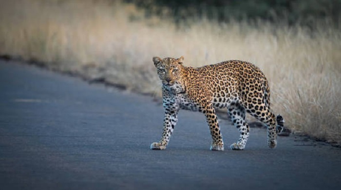 Картинки-животных-страница-с-08