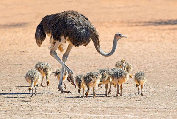 Картинки-животных-страница-с-09