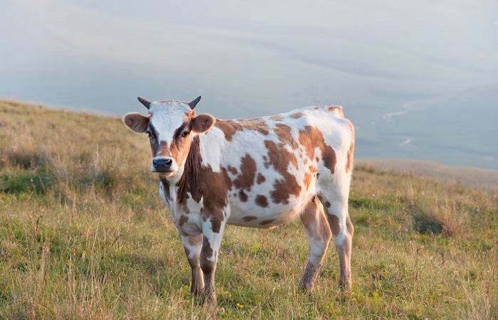 Картинки-животных-страница-т-01