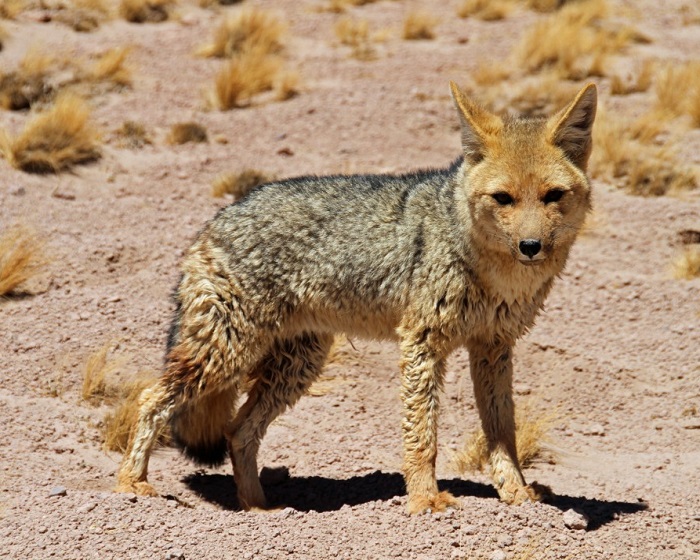 Картинки-животных-страница-т-10