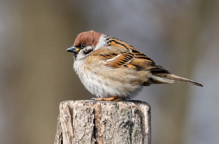 Картинки-животных-страница-т-02