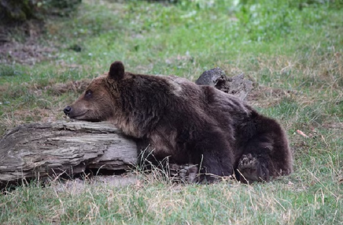 Картинки-животных-страница-т-03