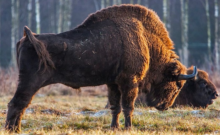 Картинки-животных-страница-т-04